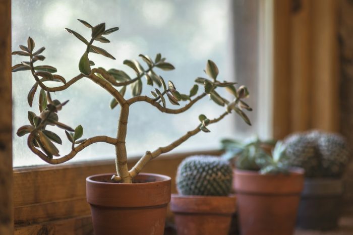 Why You Should Consider Adding Some Greenery to Your Home