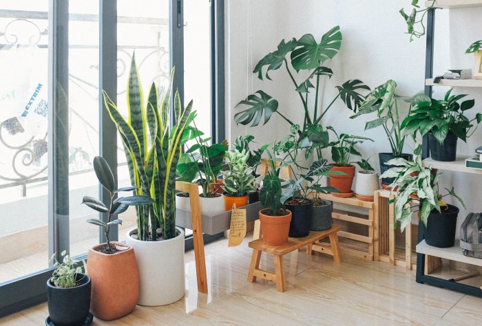 Why You Should Consider Adding Some Greenery to Your Home