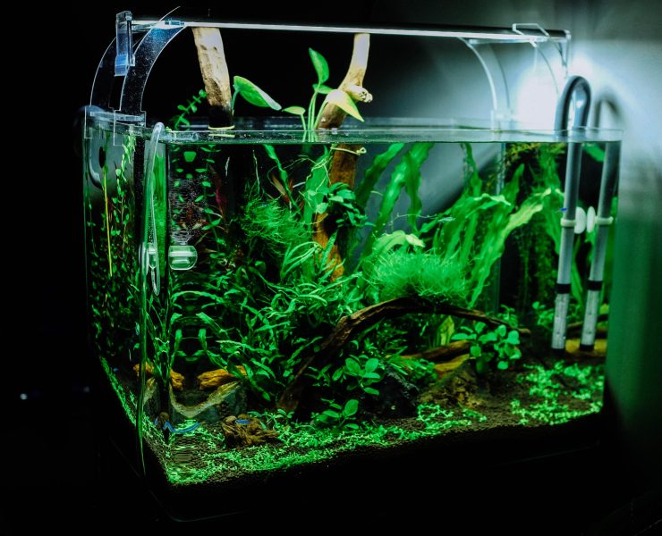 Keeping and Caring for Your Red Tail Sharks: A Guide for Beginner Aquarists