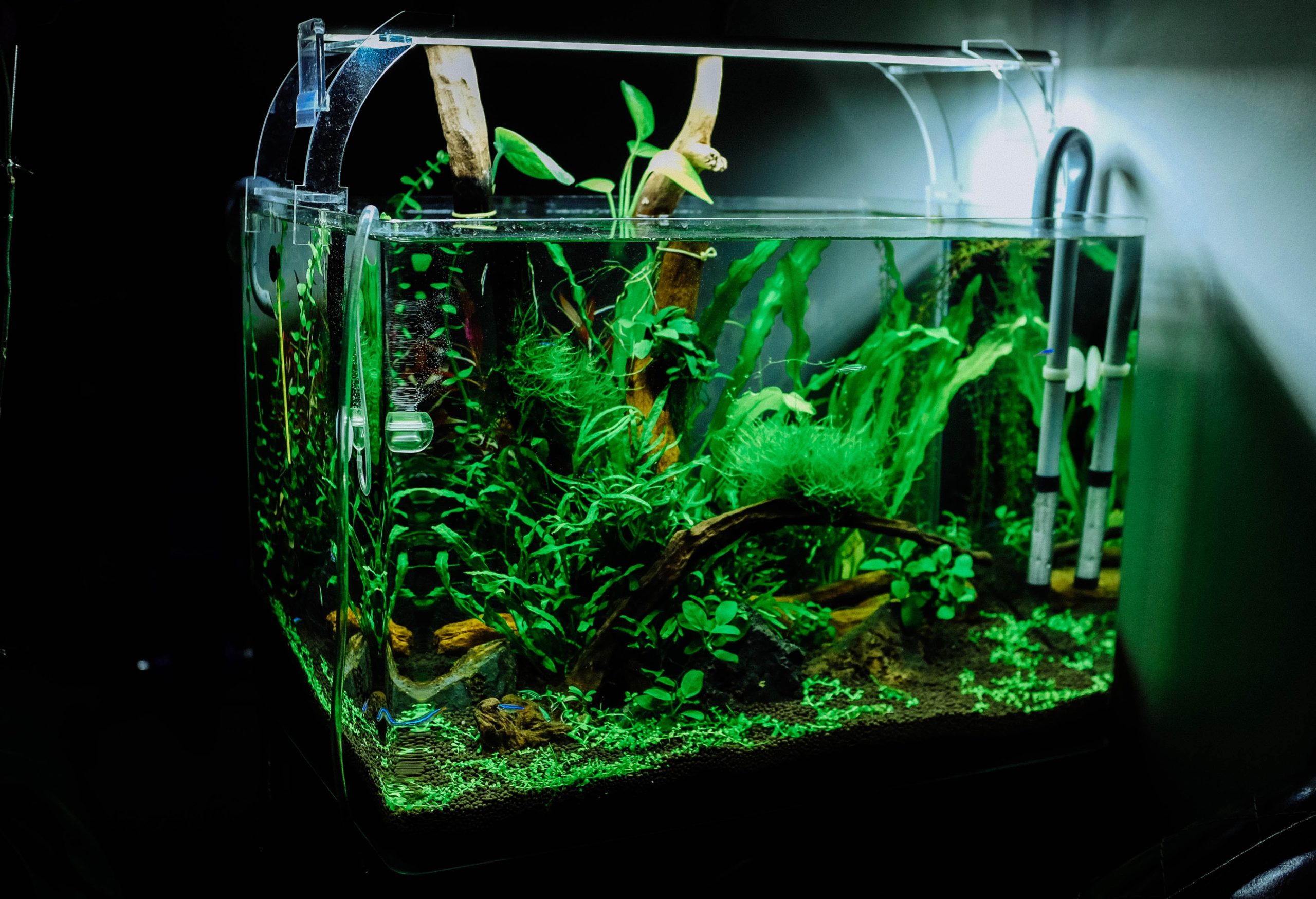 Keeping and Caring for Your Red Tail Sharks: A Guide for Beginner Aquarists